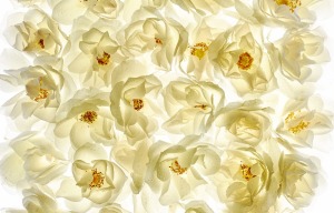 Larganique Beauté™ - Argan Oil