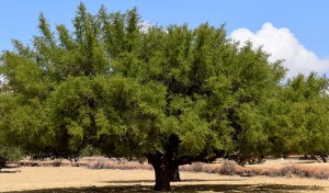 Larganique Beauté™ Morocco - Argan Tree
