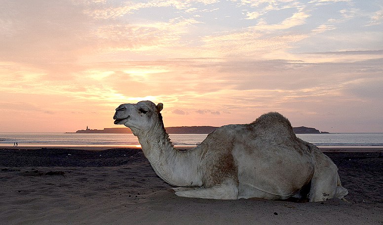 Larganique Beauté™ Morocco Camel